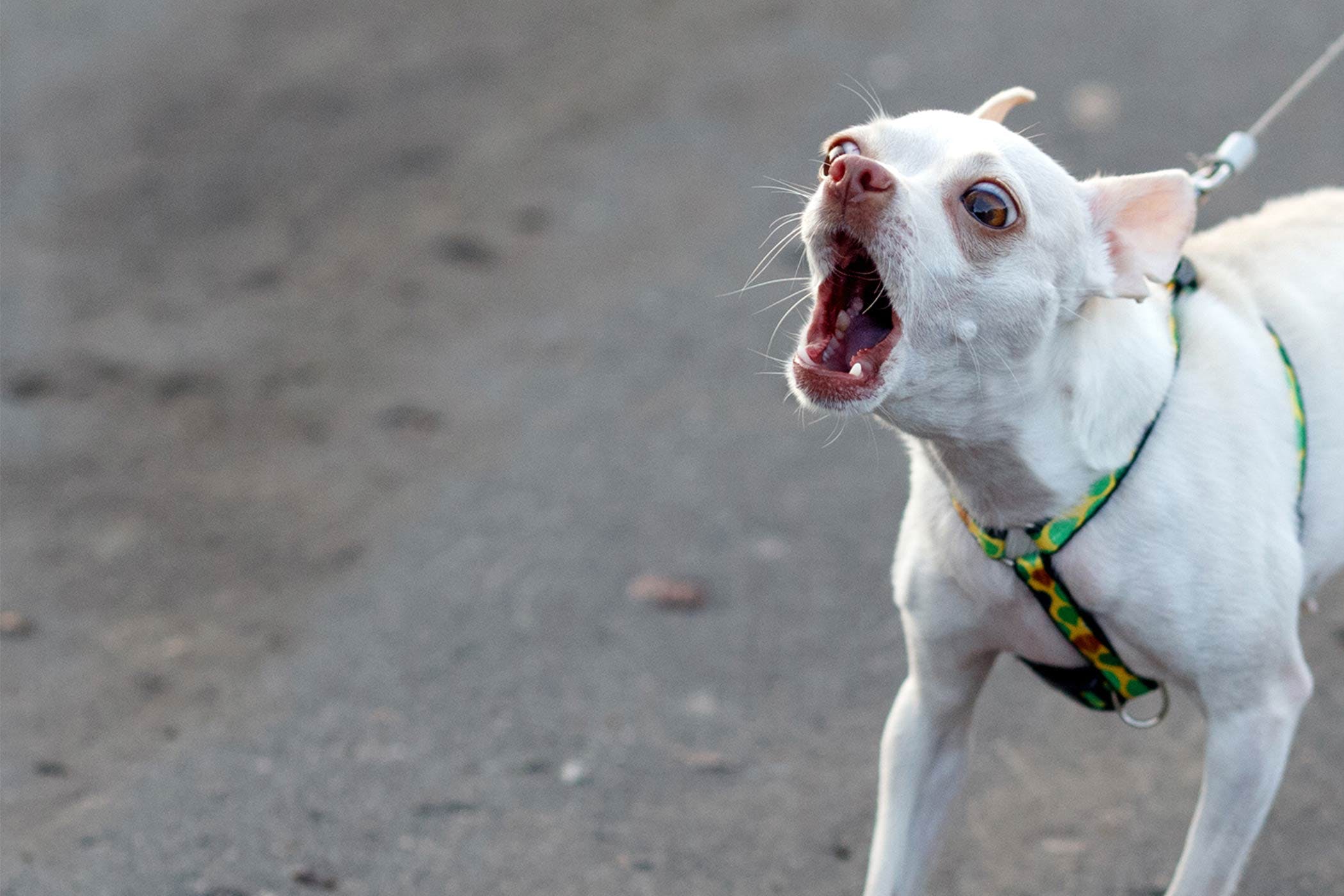 Do Chihuahuas Bark a Lot? Understanding the Breed Trait