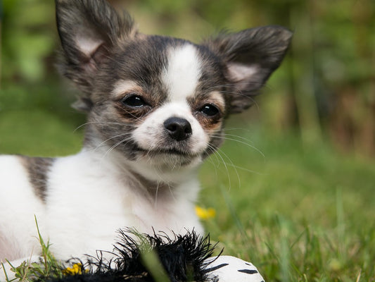 Chihuahua Diarrhea