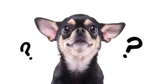 chihuahua price