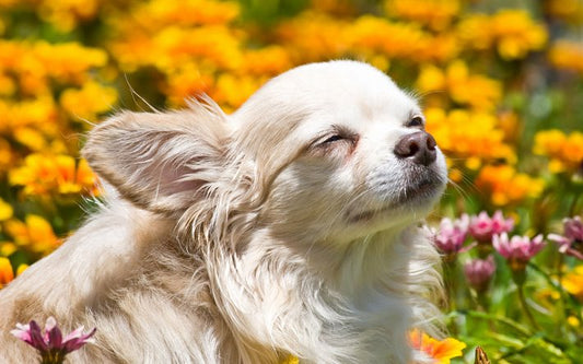 Chihuahua Summer Care Essentials 2023