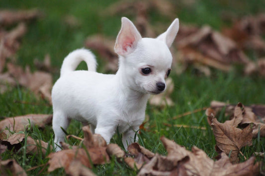 why chihuahau shake