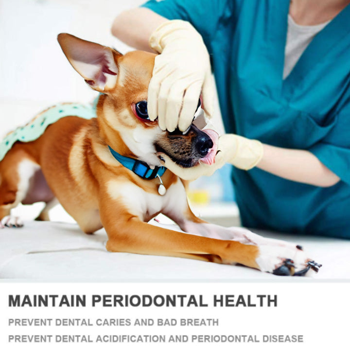 3 Sided Chihuahua Toothbrush