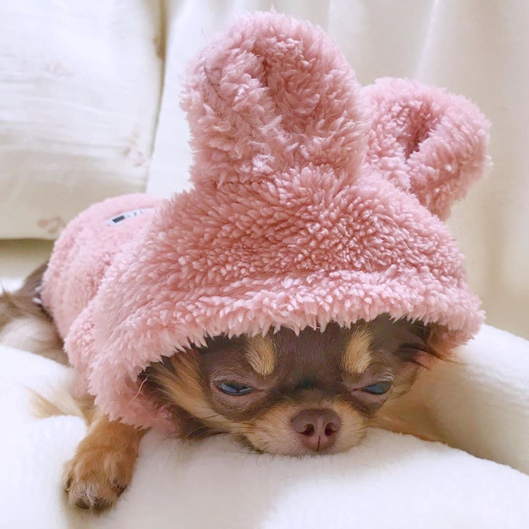 Chihuahua Rabbit Costume - Chihuahua We Love