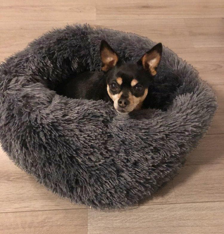 Cuddler bed - Chihuahua We Love