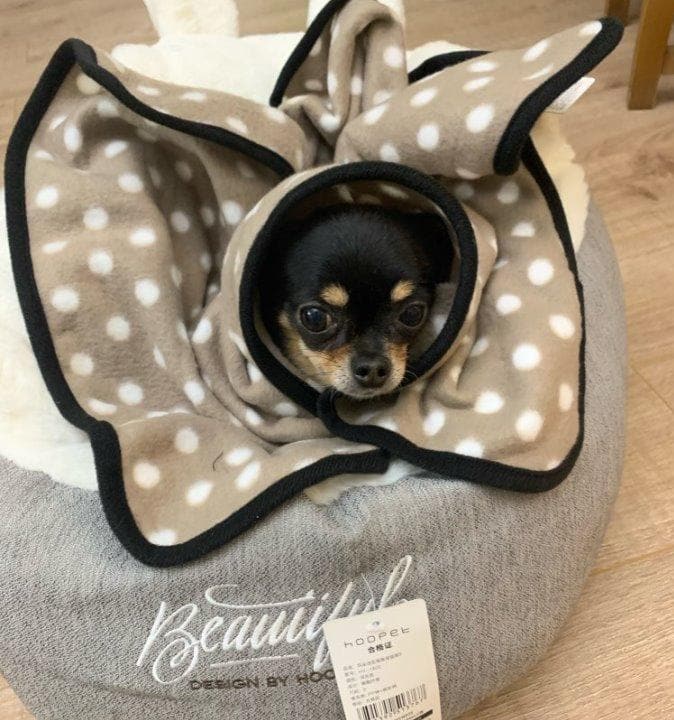 Winter Cozy Chihuahua Bed - Chihuahua We Love