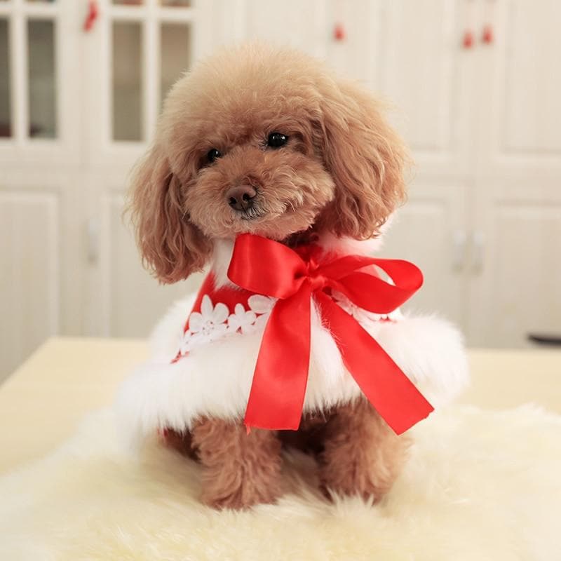 Christmas Chihuahua Coat - Chihuahua We Love