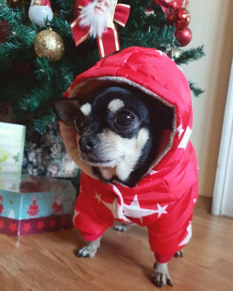 Chihuahua Fancy Jacket - Chihuahua We Love