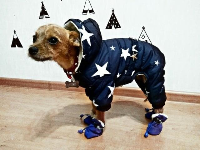 Chihuahua Fancy Jacket - Chihuahua We Love