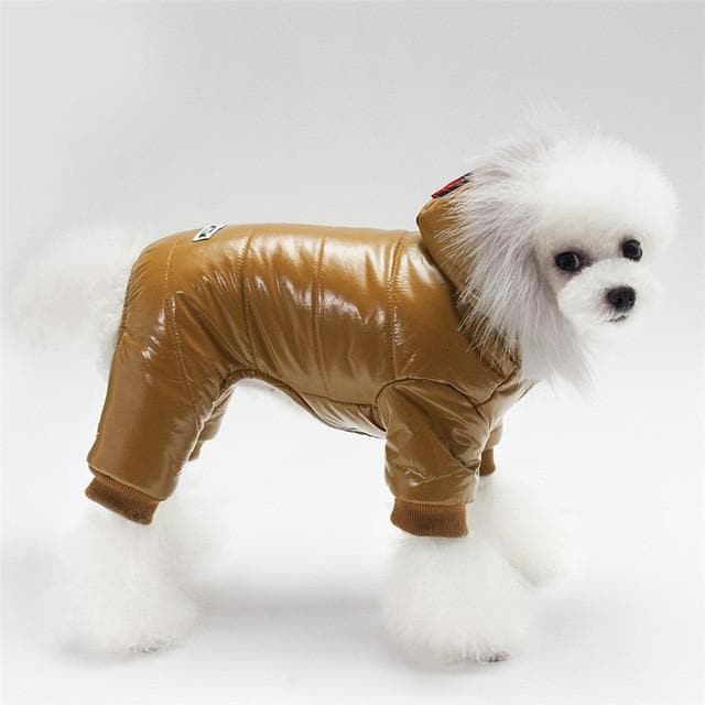 Chihuahua Fancy Jacket - Chihuahua We Love