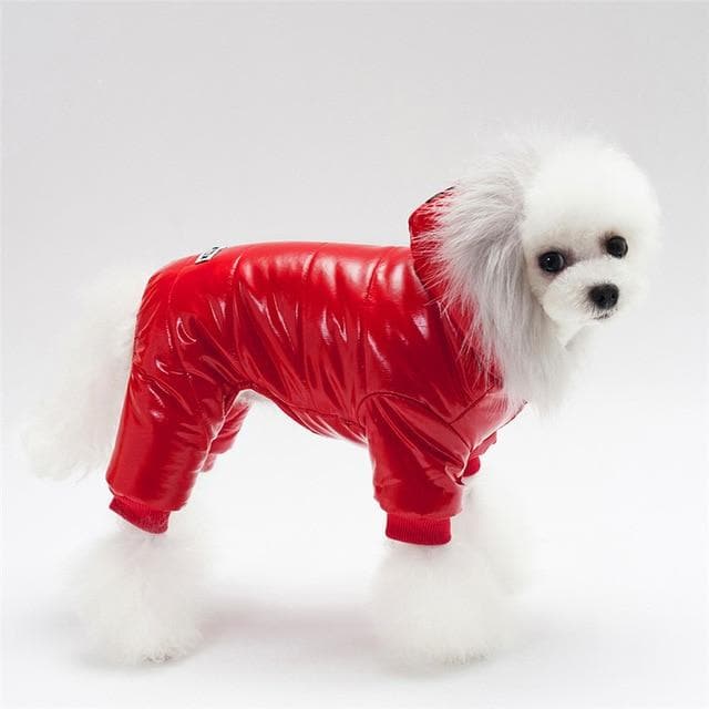 Chihuahua Fancy Jacket - Chihuahua We Love