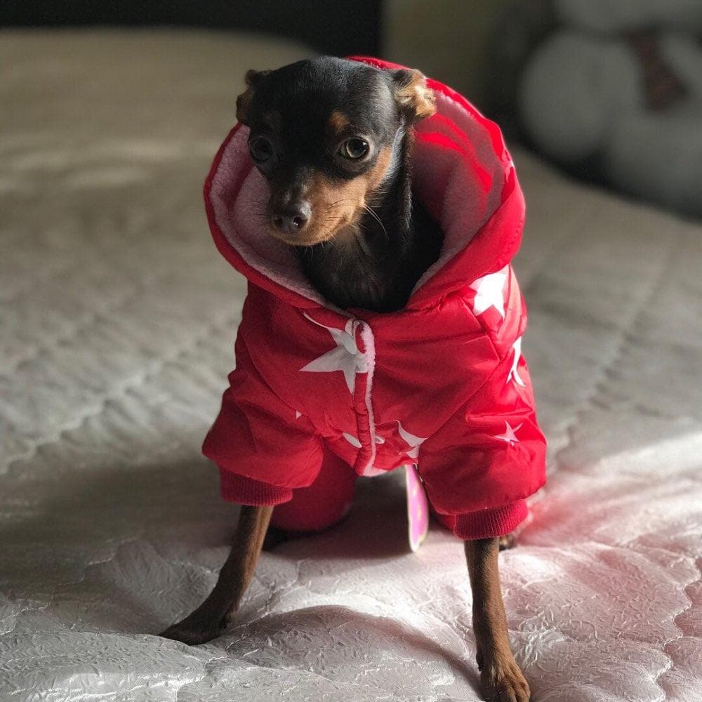 Chihuahua Fancy Jacket - Chihuahua We Love