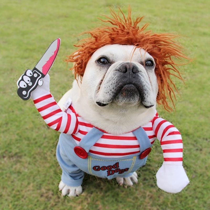 Scary Halloween Chihuahua Costume - Chihuahua We Love