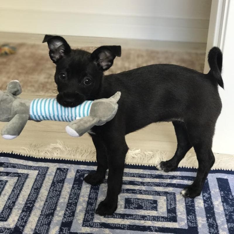 Squeak Animal Inspired Toys - Chihuahua We Love