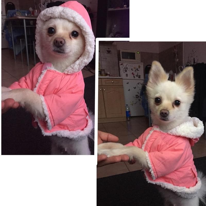 Winter Dog Parka - Chihuahua We Love