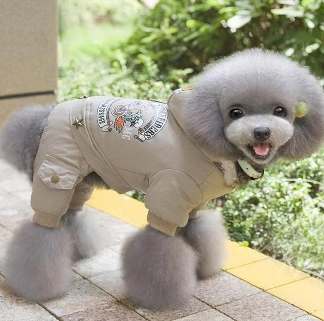 Warm Chihuahua Jacket - Chihuahua We Love