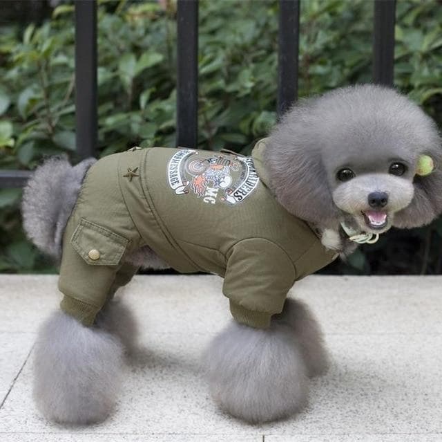 Warm Chihuahua Jacket - Chihuahua We Love