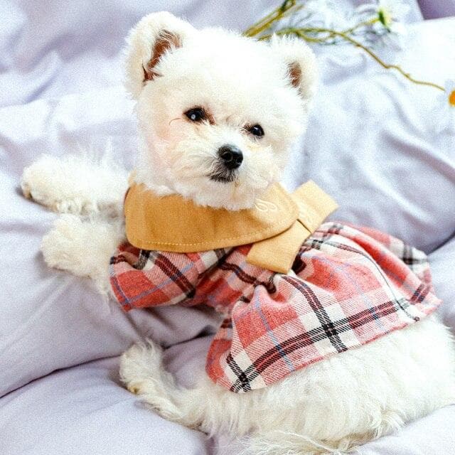 Embroidered Plaid Princess Dress - Chihuahua We Love