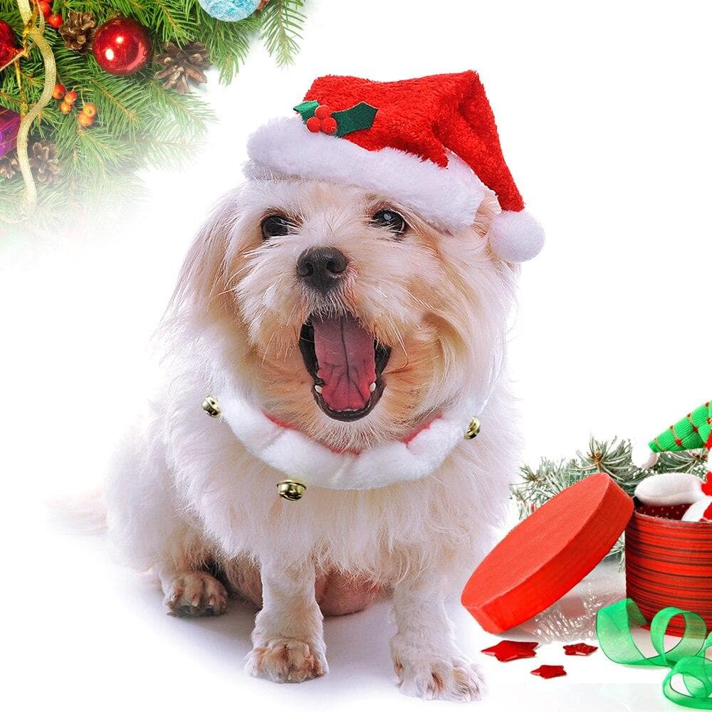 Christmas Hat And Collar Set - Chihuahua We Love