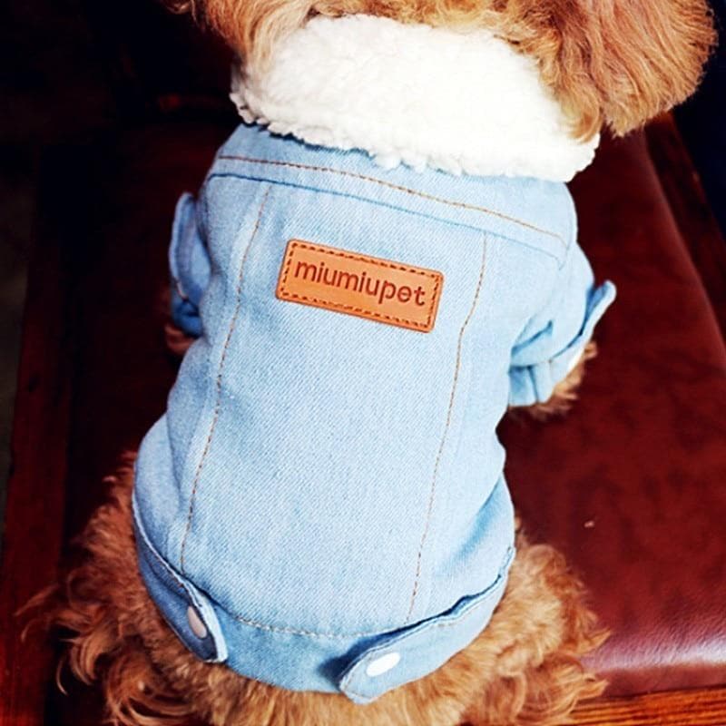Faux fur Collar Chihuahua Jacket - Chihuahua We Love