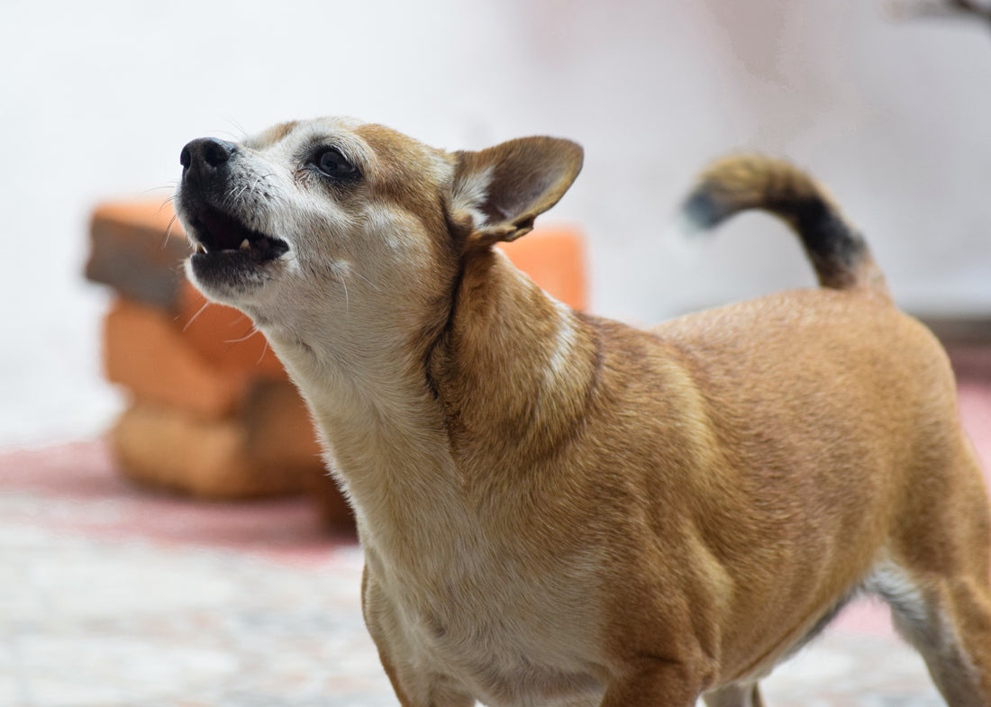 Why Chihuahuas Are Aggressive And What To Do About It.