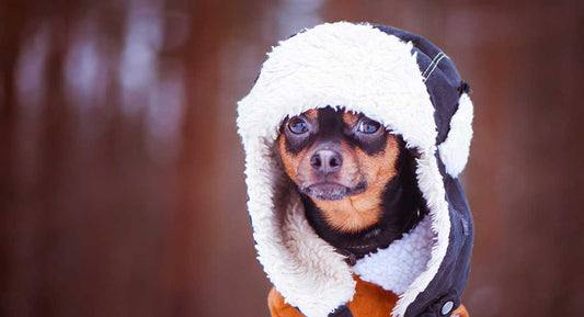 Chihuahua Clothes to Keep Your Pup Warm in Winter and Fall