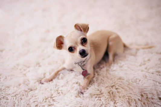10 Life Hacks for Chihuahua Puppy Owners