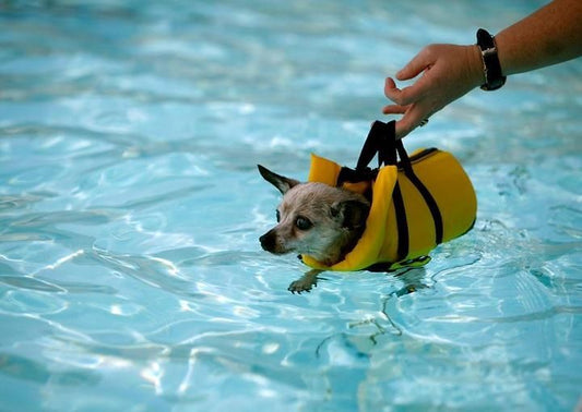 Can Chihuahuas Swim? (Everything You Need To Know)