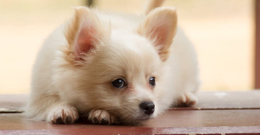 10 Cutest Chihuahua Mixed Breeds