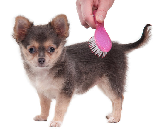 Grooming A Chihuahua: All you need to know (Beginners Guide)