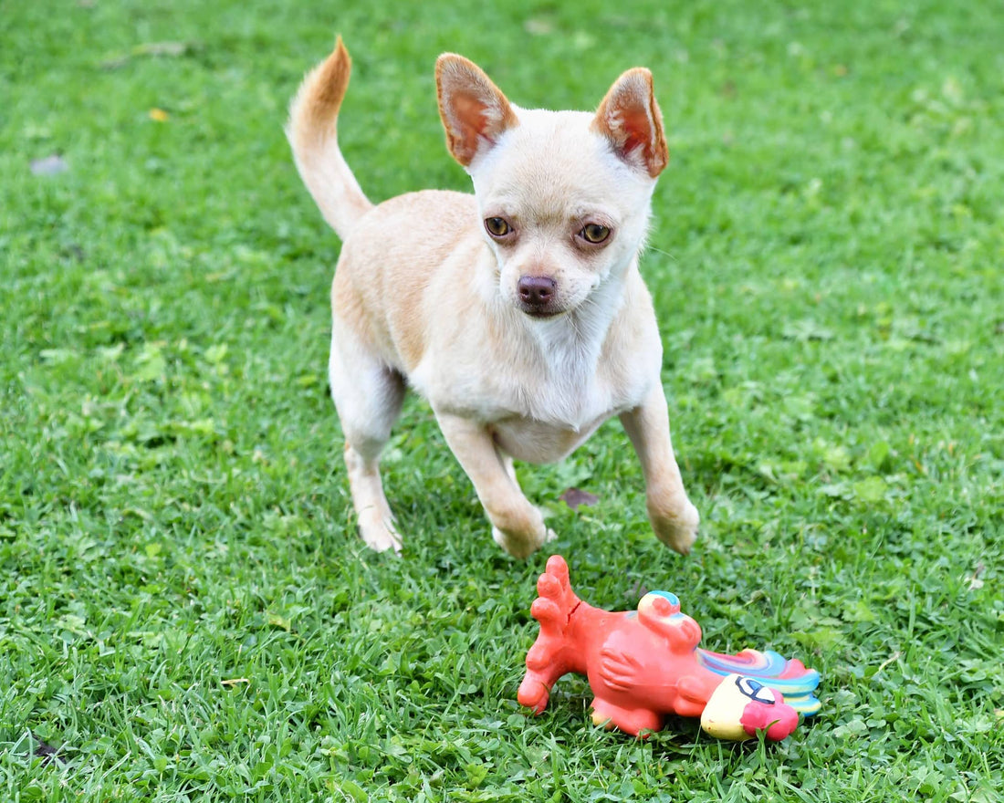 How to Train Your Chihuahua Pup (Helpful Tips and Tricks)
