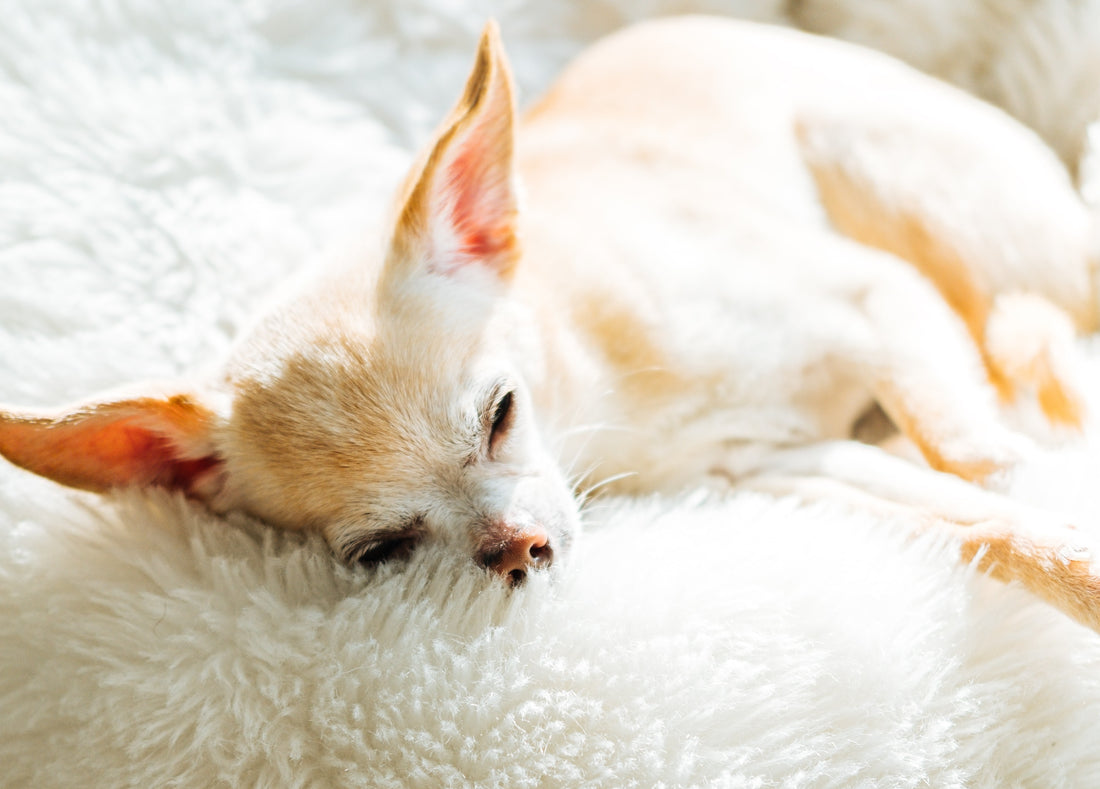 Why Does My Chihuahua Snort? 7 Common Reasons