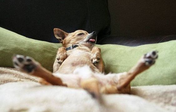 8 Reasons Why Chihuahuas Sleep So Much