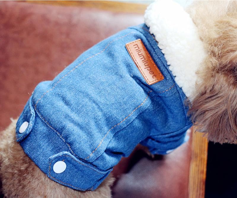 Faux fur Collar Chihuahua Jacket - Chihuahua We Love