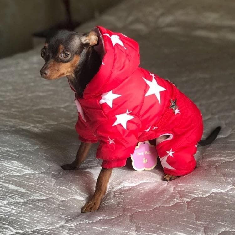 Chihuahua Fancy Jacket - Chihuahua We Love