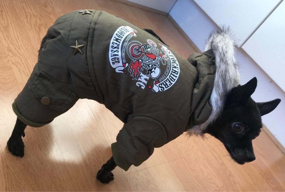 Warm Chihuahua Jacket - Chihuahua We Love
