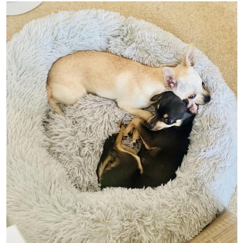 Cuddler bed - Chihuahua We Love