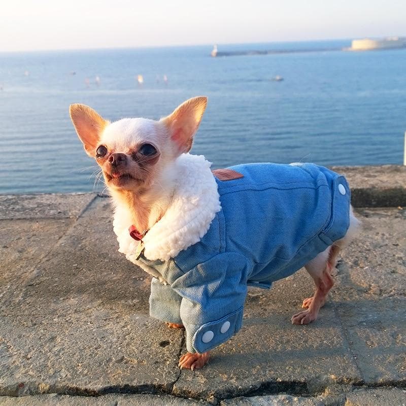 Faux fur Collar Chihuahua Jacket - Chihuahua We Love