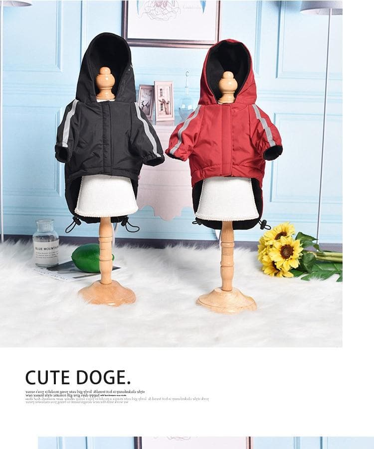 "THE DOG FACE" Chihuahua Waterptoof Jacket - Chihuahua We Love