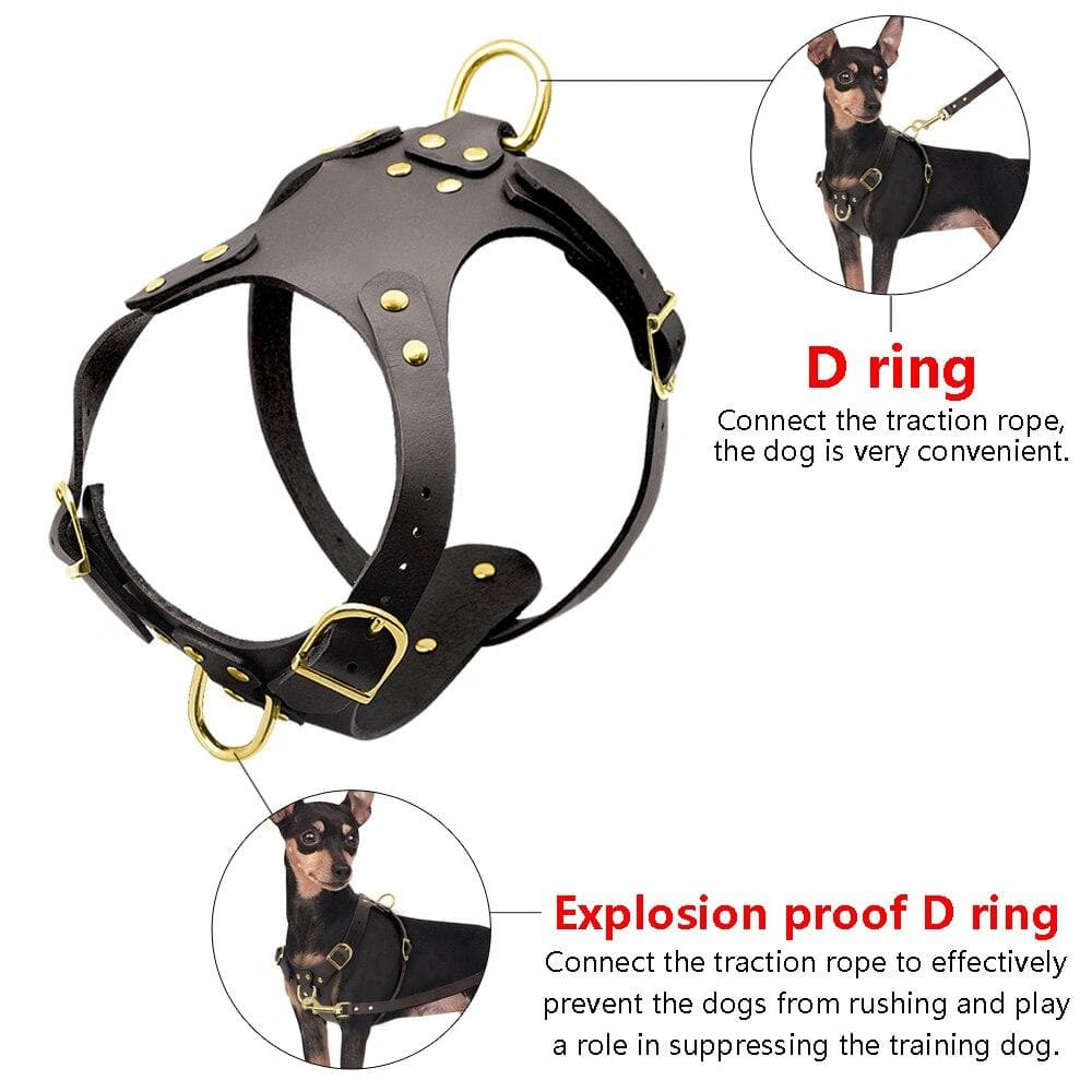 Fancy Leather Harness and Leash Set - Chihuahua We Love