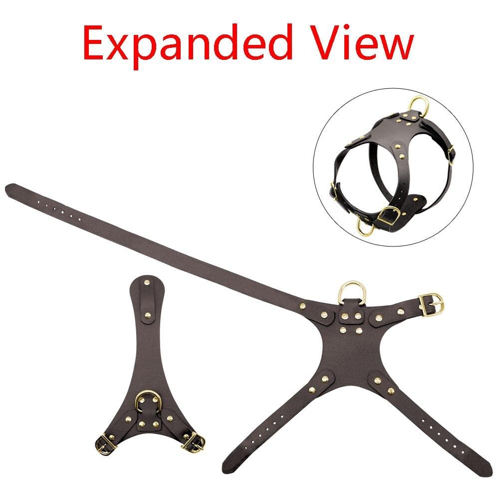 Fancy Leather Harness and Leash Set - Chihuahua We Love