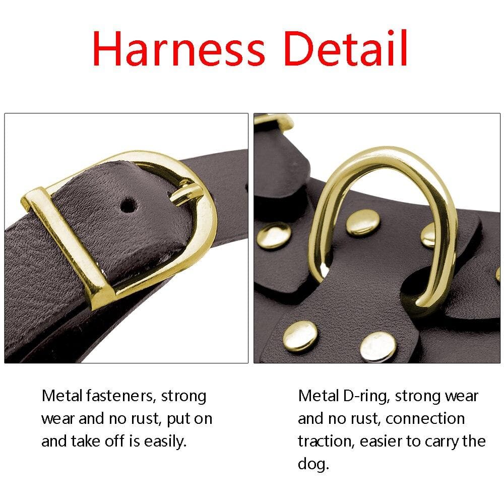 Fancy Leather Harness and Leash Set - Chihuahua We Love