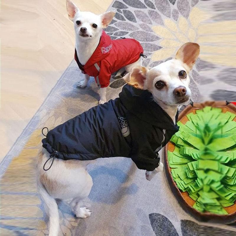 "THE DOG FACE" Chihuahua Waterptoof Jacket - Chihuahua We Love