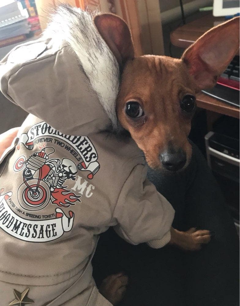 Warm Chihuahua Jacket - Chihuahua We Love