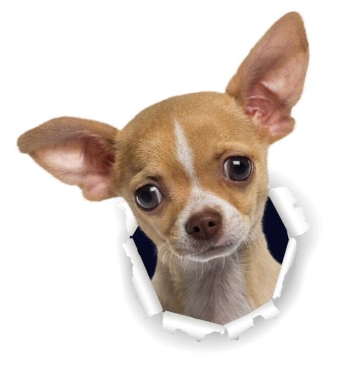 3D Chihuahua Sticker - Chihuahua We Love