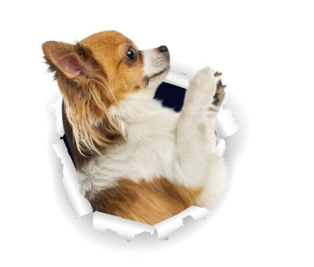 3D Chihuahua Sticker - Chihuahua We Love